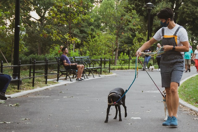 owner walks dogs on leads in dog park