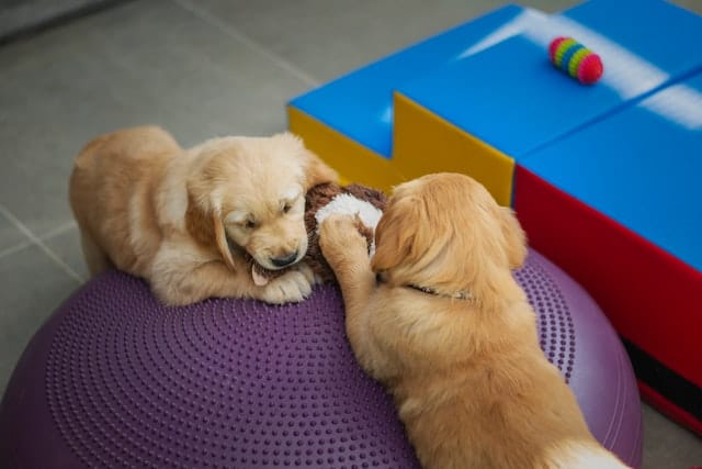 young Golden Retriever puppies play at home