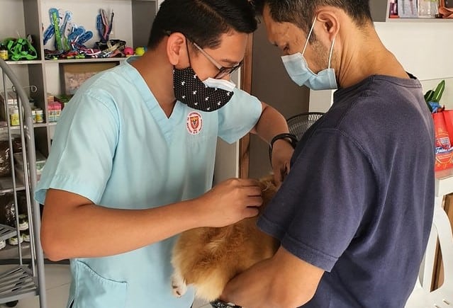 vets vaccinate a Kiwi dog
