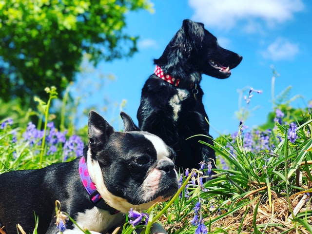 two dogs explore the park happily and safely