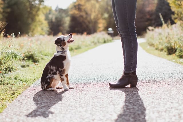 A registered dogs New Zealand puppy with its new owner 