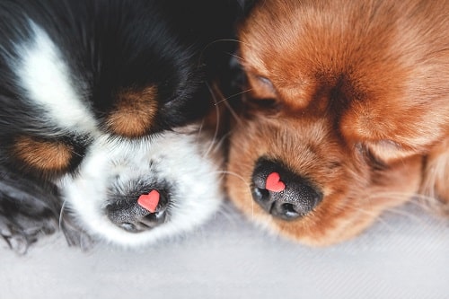 Two cute dogs with hearts on their noses are thinking about gifts for dogs in NZ and other things to buy to spoil your dog