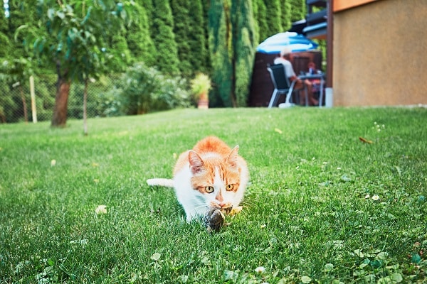 Ginger cat catching a bird in the garden of the family house.