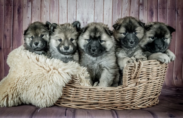 puppies sit together in a wicker basket