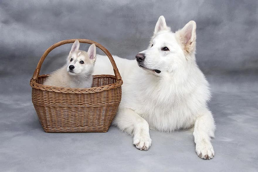 mum dog with puppy