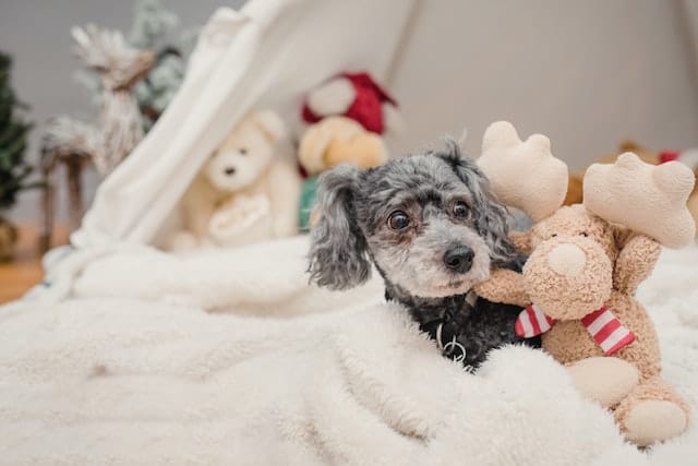 a dog is getting ready to give birth with nesting behaviour