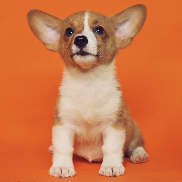 Corgi pup