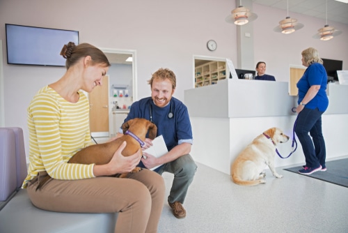 an insured pet waits with its owners in the vet waiting room
