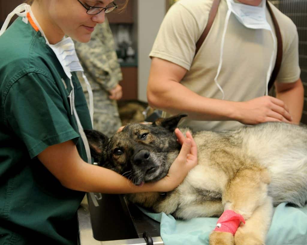 German shepherd without pet insurance is being euthanised