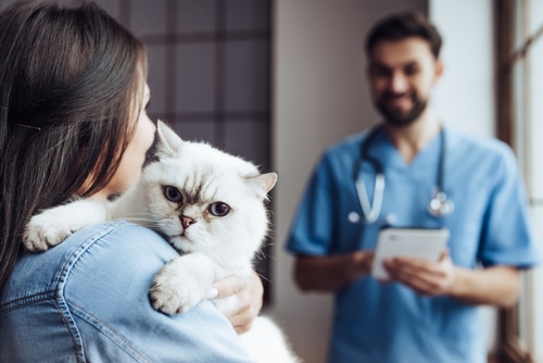 vet sees a client whose cat has a pet insurance plan to help cover costs