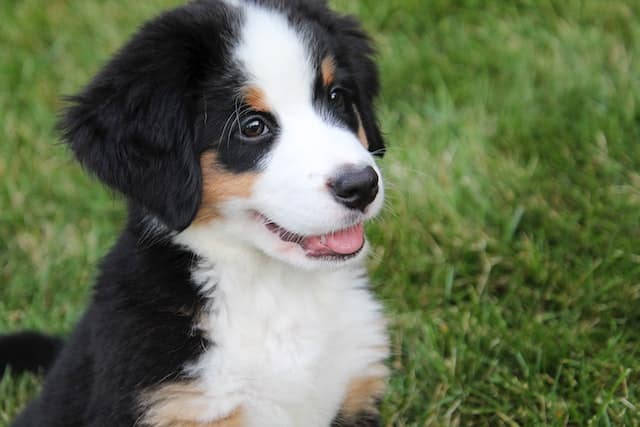 bernese mountain dog