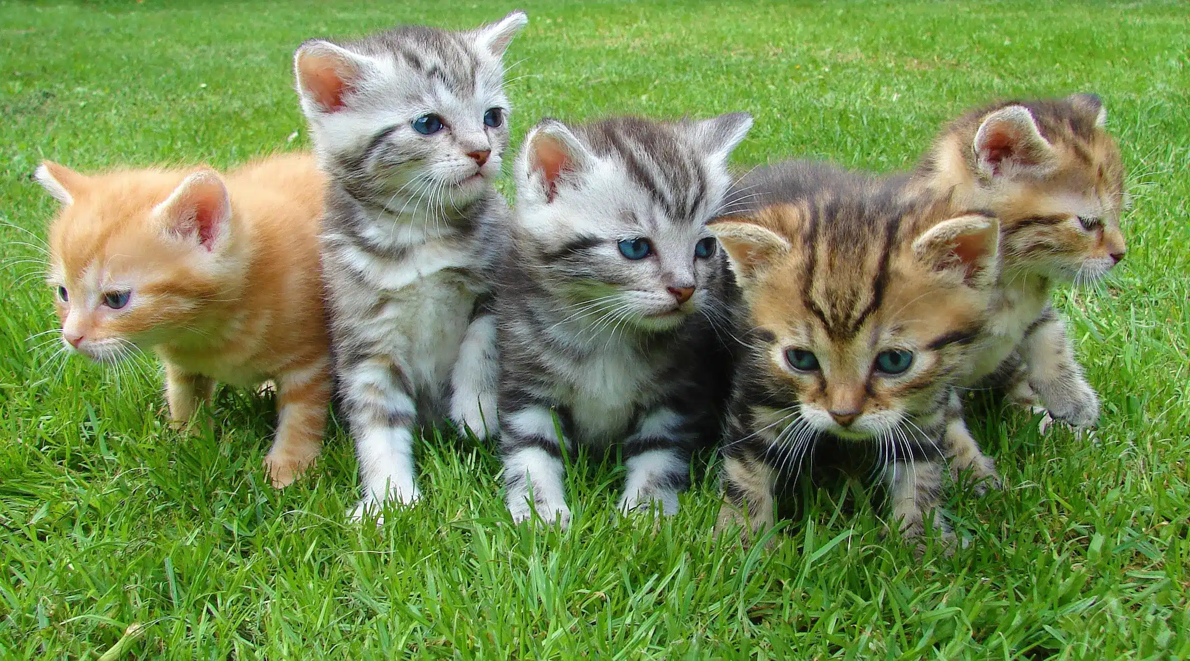 A group of kittens playing in the grass.
