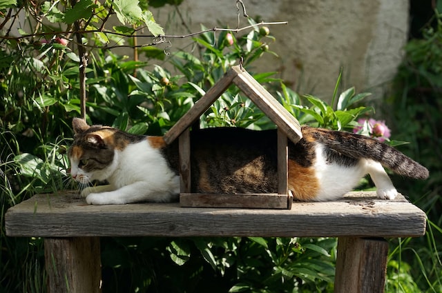 stop your cat catching birds as it can affect NZ wildlife. to stop a stop a cat catching birds is part of responsible cat ownership 