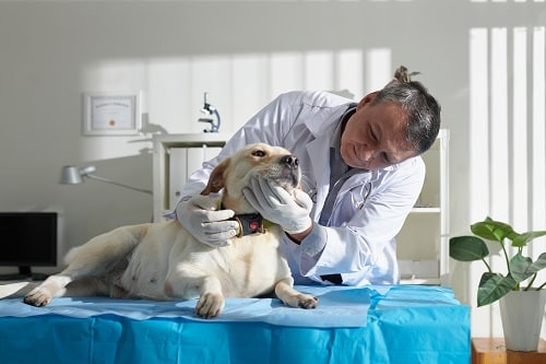xperienced veterinarian checking teeth of labrador retriever dog. An abscess in dogs tooth or abscess in the mouth of a dog can be very painful.