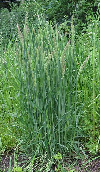 yorkshire fog can cause a grass infection in dogs