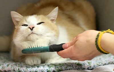 A cat being brushed with a cat brush