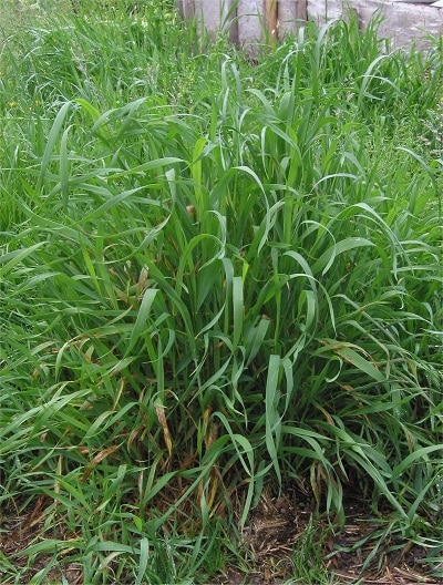 couch grass can cause a grass infection in dogs