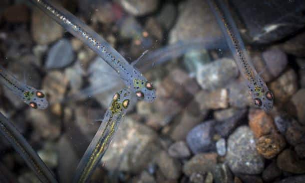 Whitebait. catching them may be against wildlife conservation laws