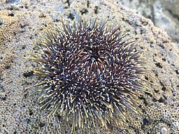 A sea urchin. Protecting them is all part of marine wildlife conservation