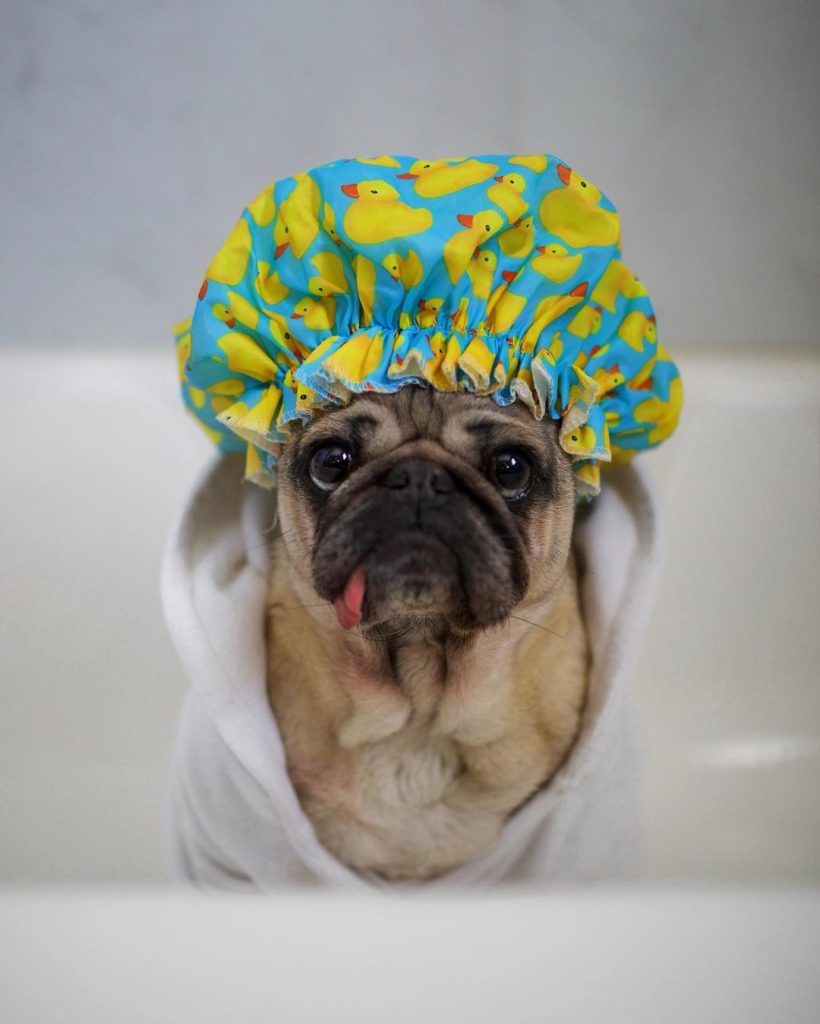 Doug the Pug is a two-time People's Choice Award winner.