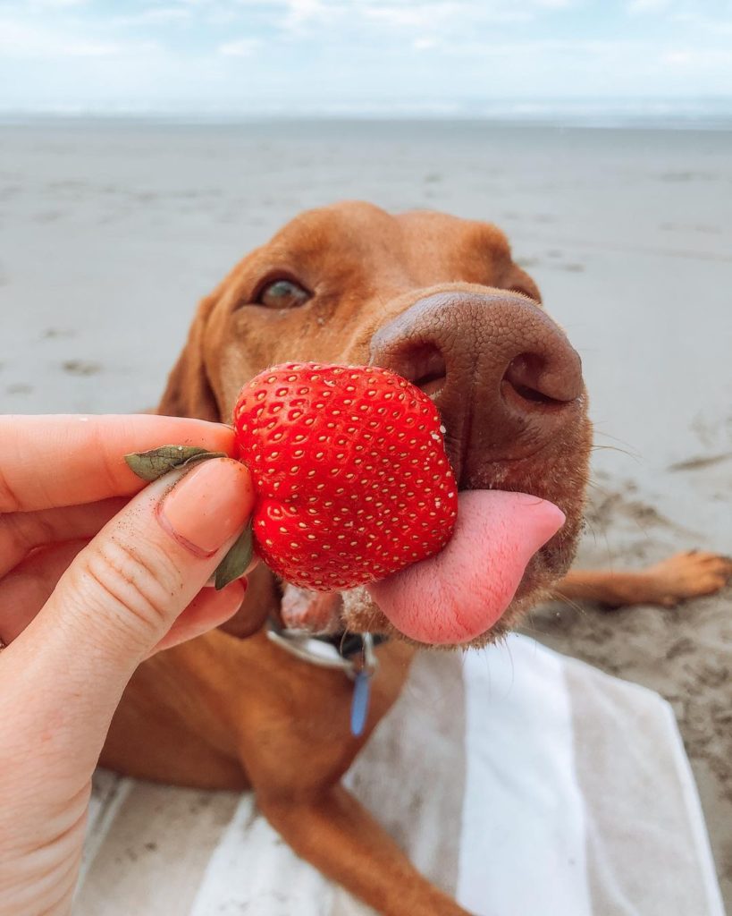 Lovable fur baby, Huey enjoys fresh strawberries.