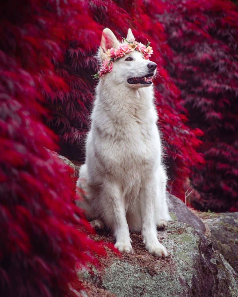 Kaya the White Swiss Shepherd is a famous Kiwi dog who loves to put on a good show. 