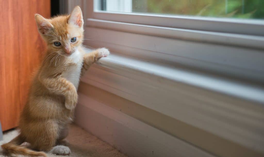 Maintain this ginger kitten's vaccination schedule, but do not over-vaccinate!