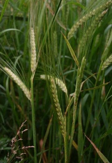 Barley grass