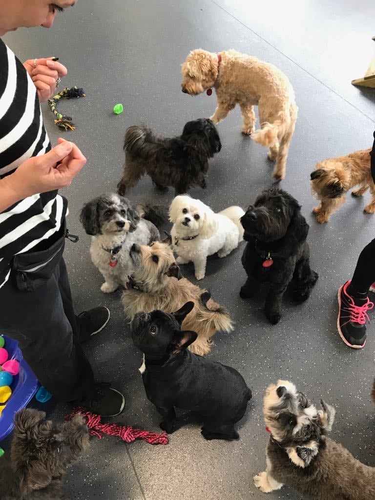 Maria Alojaman with dogs in training