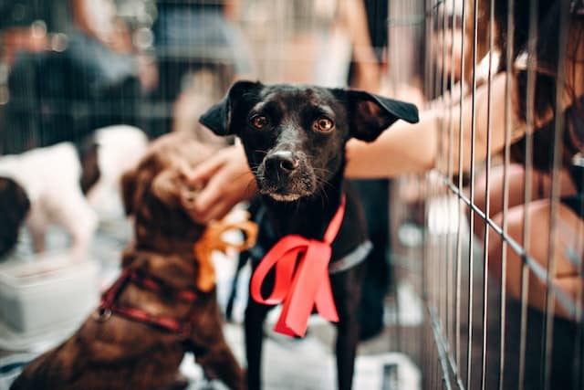 puppies in a cage at a shelter go up for adoption