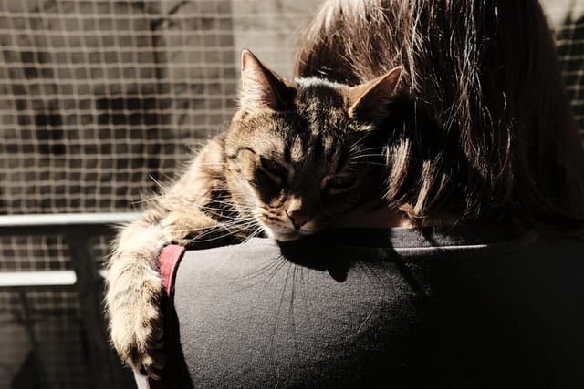 Woman volunteers at cat shelter for Random Acts of Kindness Day