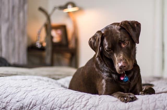 pet owner lets dog sleep in bed