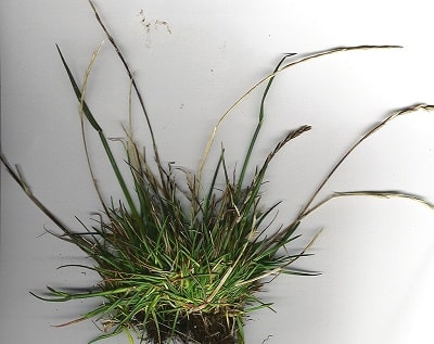 ryegrass can cause a grass infection in dogs