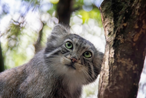 Pallas cat where it lives in the wild climbing a tree