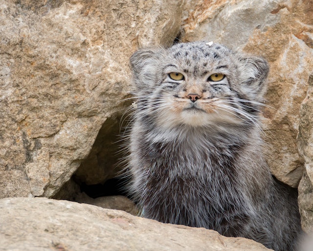 Where Do Pallas Cats Live: Domestic or Wild? - PD Insurance NZ