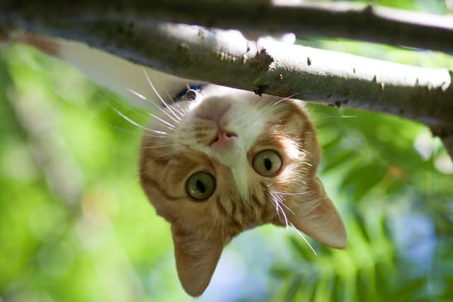 a domestic cat looks out from a tree branch