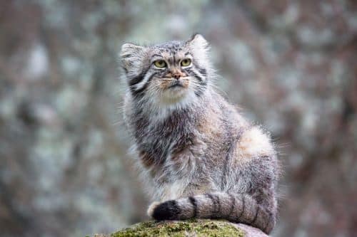 A wild Pallas cat lives in Russia and can't be kept as a pet