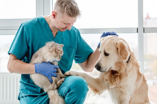 vet with a dog and cat