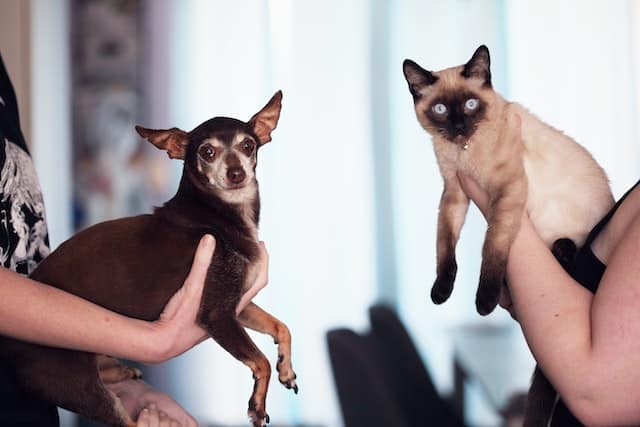 pet owners hold their dog and cat up together for a photo