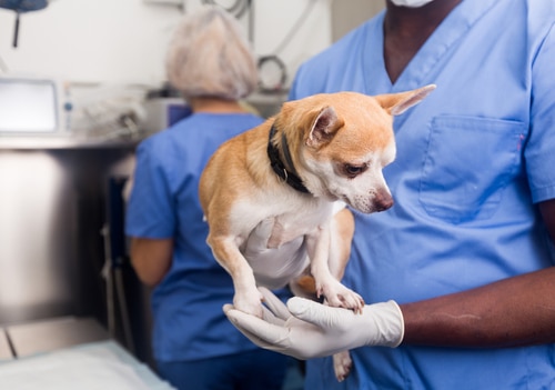 dog with pet health insurance has a health care check 