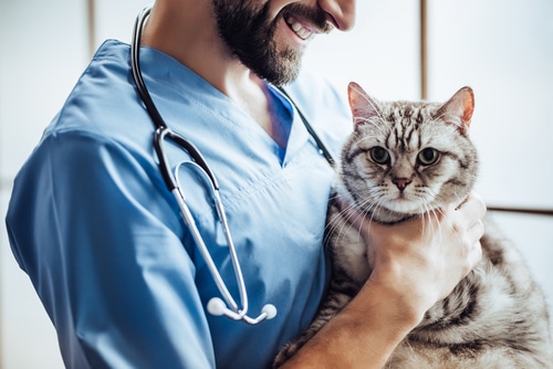 vet holds a cat that has been treated for an abscess 