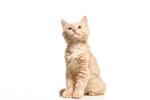 A ginger kitten. kitten health insurance is important