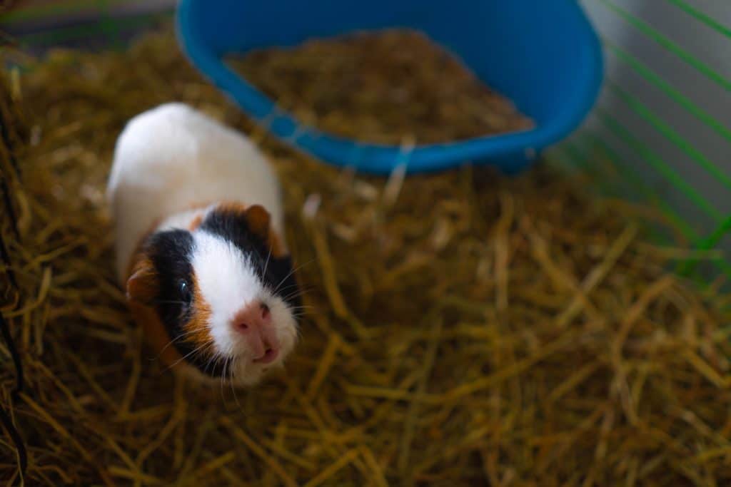 It is especially important to clean the cage of this Guinea pig on a regular basis. 

