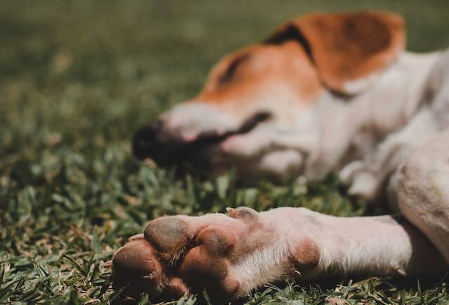 Advice for Broken, Torn, or Cracked Nails… | FirstVet