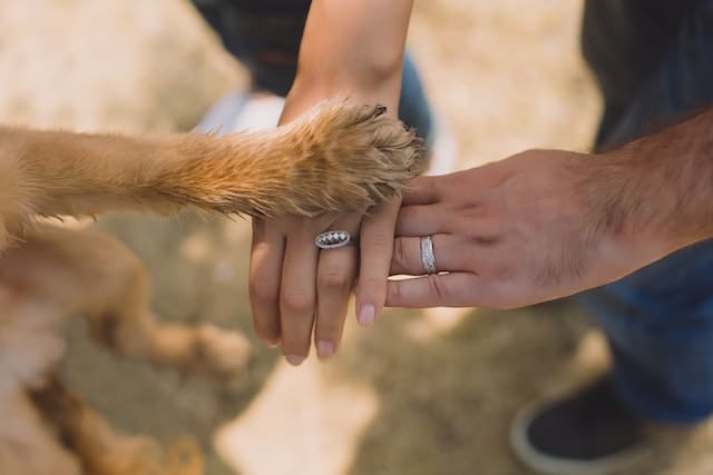 a dog puts its paw on its owners' hands 
