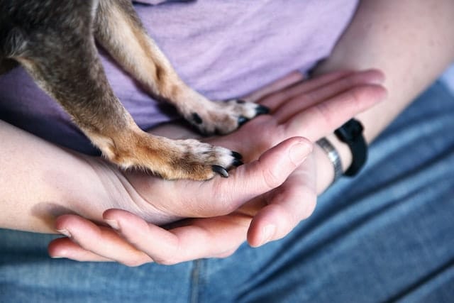 a dog with healthy trimmed nails puts its paws on its owners hands