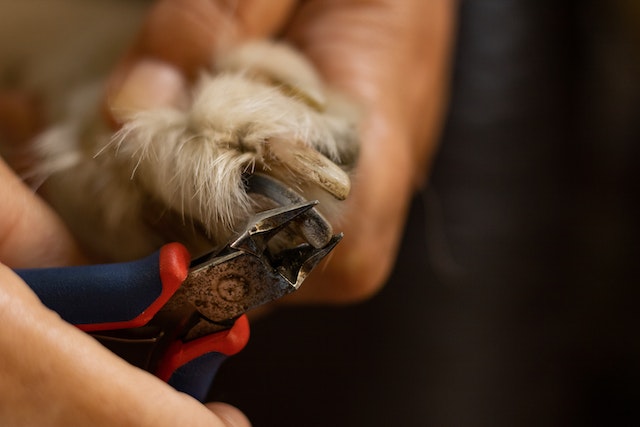 pet owner trims a dogs claws making sure to include its dew claw