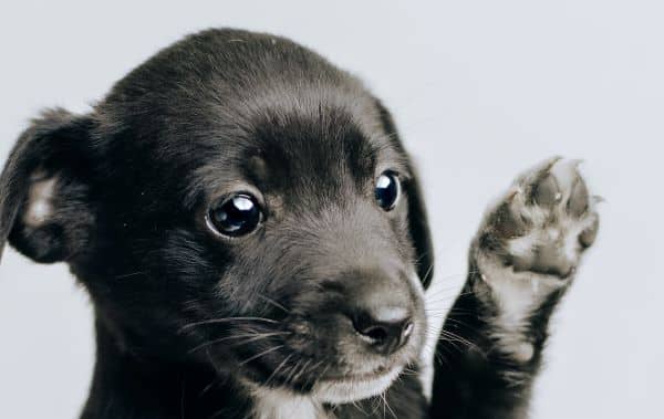 puppy holds up its paw showcasing its dew claw which can be prone to injury