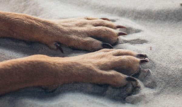 dog dew claw has grown back after being broken then removed by a vet