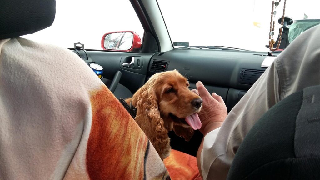 A felt blanket like this spaniel dog is resting on is a cheaper, hair-attracting alternative to a pet seat cover.